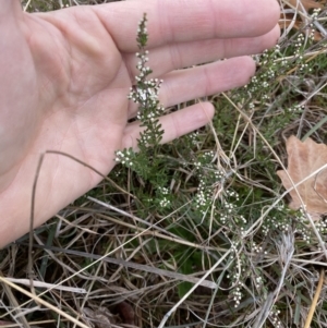 Cryptandra amara at Campbell, ACT - 9 Jun 2023 11:58 AM