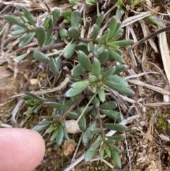 Stackhousia monogyna (Creamy Candles) at Campbell, ACT - 9 Jun 2023 by echidna11