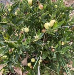 Solanum pseudocapsicum (Jerusalem Cherry, Madeira Cherry) at Campbell, ACT - 9 Jun 2023 by echidna11
