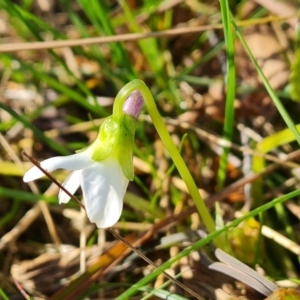 Viola odorata at O'Malley, ACT - 11 Jun 2023 11:02 AM