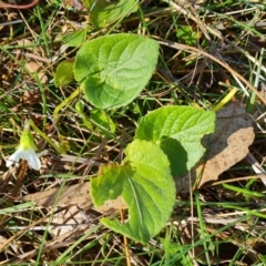 Viola odorata at O'Malley, ACT - 11 Jun 2023 11:02 AM