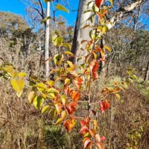 Pyrus calleryana at O'Malley, ACT - 11 Jun 2023 10:40 AM