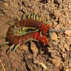Cormocephalus aurantiipes (Orange-legged Centipede) at Hall, ACT - 4 Jun 2023 by Christine