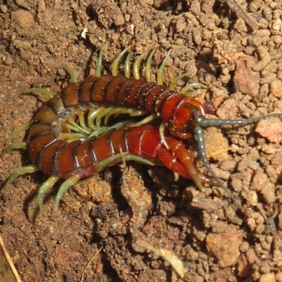 Cormocephalus aurantiipes (Orange-legged Centipede) at Hall, ACT - 4 Jun 2023 by Christine