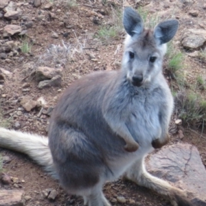 Osphranter robustus robustus at Coree, ACT - 9 Jun 2023 04:12 PM