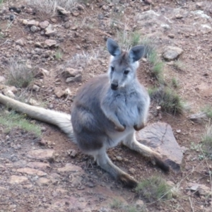 Osphranter robustus robustus at Coree, ACT - 9 Jun 2023 04:12 PM