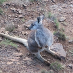 Osphranter robustus robustus at Coree, ACT - 9 Jun 2023 04:12 PM