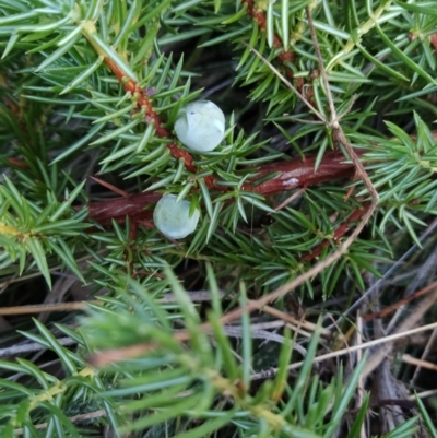 Juniperus communis (Juniper) at Fadden, ACT - 10 Jun 2023 by KumikoCallaway