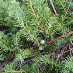 Juniperus communis at Fadden, ACT - 11 Jun 2023 07:17 AM