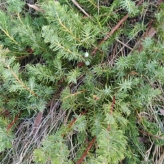 Juniperus communis at Fadden, ACT - 11 Jun 2023 07:17 AM