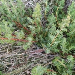 Juniperus communis at Fadden, ACT - 11 Jun 2023 07:17 AM