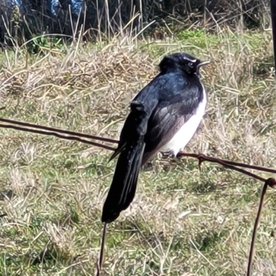 Rhipidura leucophrys (Willie Wagtail) at Crace Grasslands - 11 Jun 2023 by trevorpreston