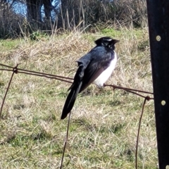 Rhipidura leucophrys at Lyneham, ACT - 11 Jun 2023