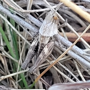 Perunga ochracea at Jerrabomberra, ACT - 11 Jun 2023