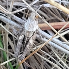 Perunga ochracea at Jerrabomberra, ACT - 11 Jun 2023