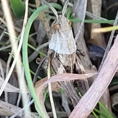 Perunga ochracea at Jerrabomberra, ACT - 11 Jun 2023