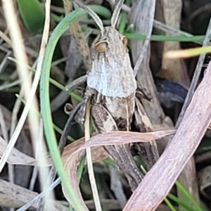 Perunga ochracea at Jerrabomberra, ACT - 11 Jun 2023