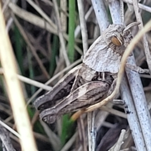 Perunga ochracea at Jerrabomberra, ACT - 11 Jun 2023