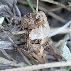 Perunga ochracea at Jerrabomberra, ACT - 11 Jun 2023