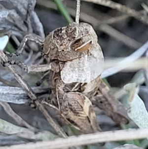 Perunga ochracea at Jerrabomberra, ACT - 11 Jun 2023