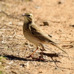 Anthus australis (Australian Pipit) at National Arboretum Forests - 11 Jun 2023 by Thurstan