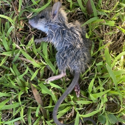 Rattus rattus (Black Rat) at Jerrabomberra, NSW - 11 Jun 2023 by Steve_Bok