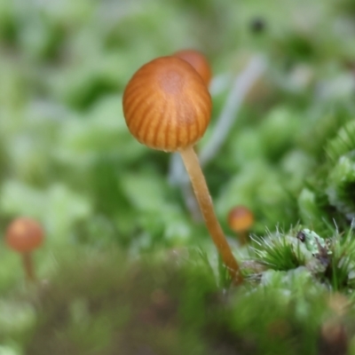 Unidentified Cap on a stem; gills below cap [mushrooms or mushroom-like] at Stanley, VIC - 11 Jun 2023 by KylieWaldon
