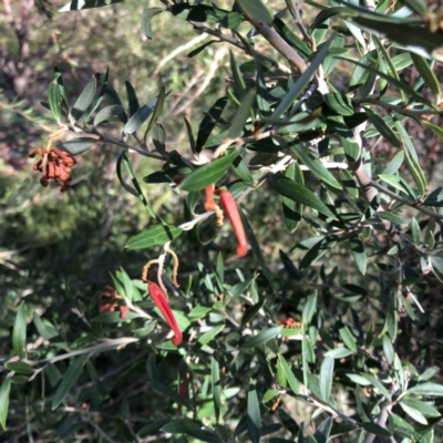 Grevillea sp. (Grevillea) at Garran, ACT - 10 Jun 2023 by ruthkerruish