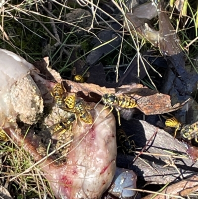 Vespula germanica (German Yellowjacket Wasp (also known as European Wasp)) at Tennent, ACT - 11 Jun 2023 by Mavis