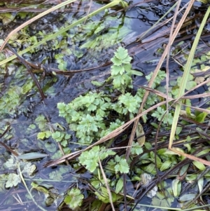 Ranunculus pimpinellifolius at Cotter River, ACT - 11 Jun 2023