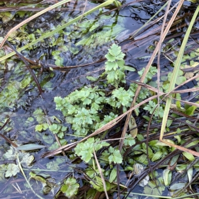 Ranunculus pimpinellifolius (Bog Buttercup) at Namadgi National Park - 11 Jun 2023 by Mavis