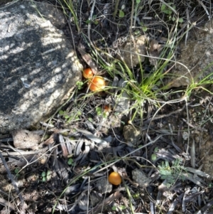 Hygrocybe sp. at Cotter River, ACT - 11 Jun 2023 01:42 PM