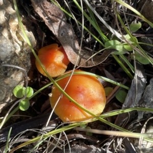 Hygrocybe sp. at Cotter River, ACT - 11 Jun 2023 01:42 PM