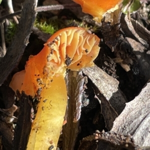 Hygrocybe sp. at Cotter River, ACT - 11 Jun 2023 01:42 PM