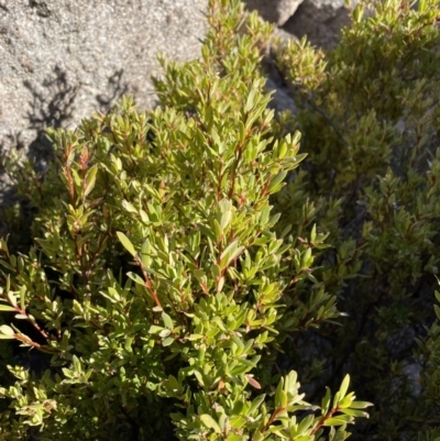 Leucopogon gelidus at Rendezvous Creek, ACT - 11 Jun 2023 by Mavis