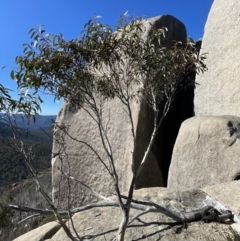 Eucalyptus pauciflora subsp. pauciflora at Cotter River, ACT - 11 Jun 2023