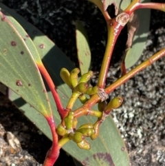 Eucalyptus pauciflora subsp. pauciflora at Cotter River, ACT - 11 Jun 2023