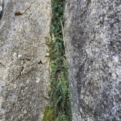 Asplenium flabellifolium (Necklace Fern) at Cotter River, ACT - 11 Jun 2023 by Mavis