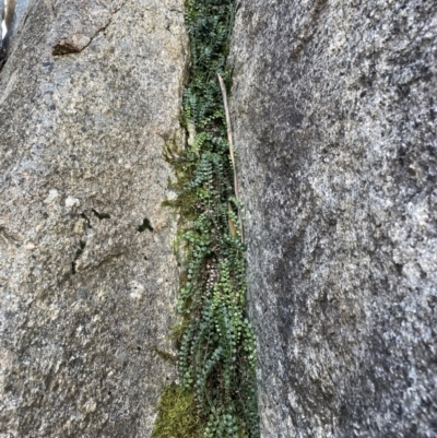 Asplenium flabellifolium (Necklace Fern) at Cotter River, ACT - 11 Jun 2023 by Mavis