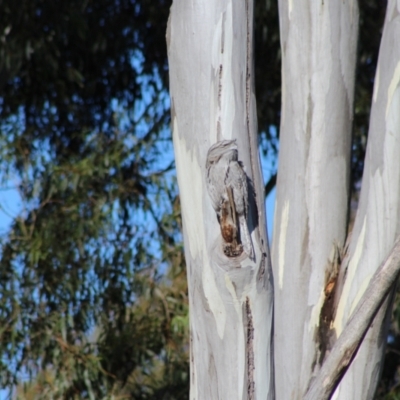 Podargus strigoides (Tawny Frogmouth) at Kaleen, ACT - 11 Jun 2023 by maura