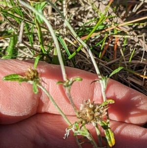 Euchiton involucratus at Watson, ACT - 11 Jun 2023