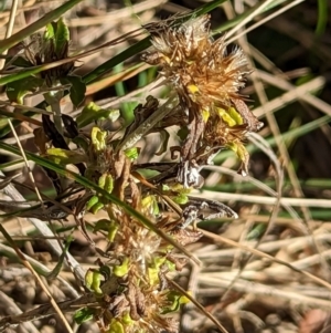 Euchiton involucratus at Watson, ACT - 11 Jun 2023