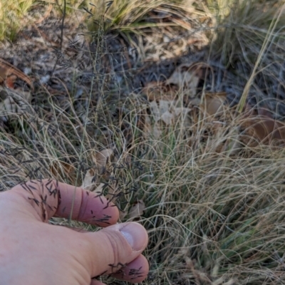 Eragrostis curvula (African Lovegrass) at Watson, ACT - 11 Jun 2023 by AniseStar