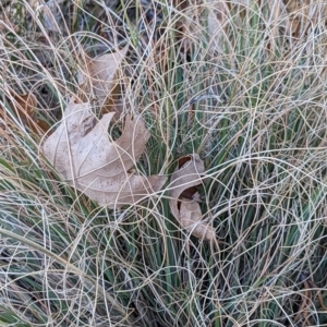 Eragrostis curvula at Watson, ACT - 11 Jun 2023