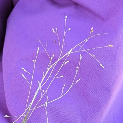 Panicum effusum (Hairy Panic Grass) at Watson Green Space - 11 Jun 2023 by AniseStar