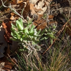 Pseudognaphalium luteoalbum (Jersey Cudweed) at Watson Green Space - 11 Jun 2023 by AniseStar