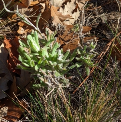 Pseudognaphalium luteoalbum (Jersey Cudweed) at Watson Green Space - 11 Jun 2023 by AniseStar