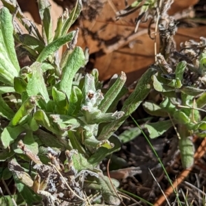 Pseudognaphalium luteoalbum at Watson, ACT - 11 Jun 2023 11:09 AM