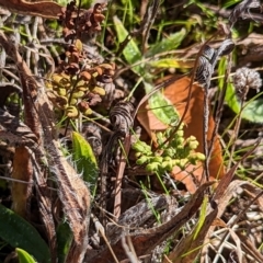 Cheilanthes sieberi subsp. sieberi at Watson, ACT - 11 Jun 2023 10:33 AM