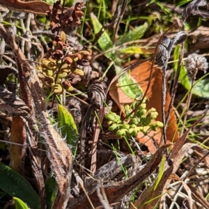 Cheilanthes sieberi subsp. sieberi at Watson, ACT - 11 Jun 2023